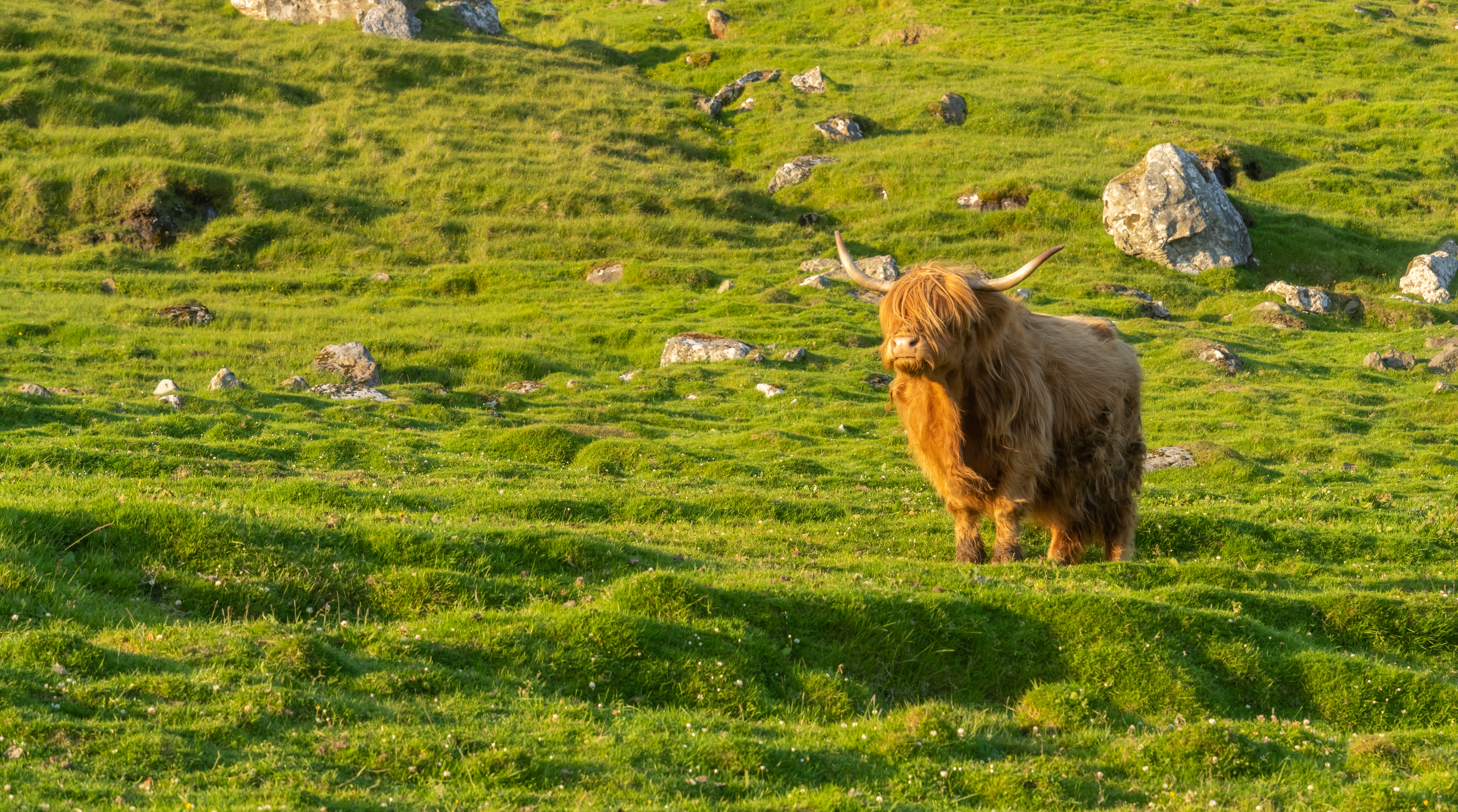 Langhåret highland-kvæg med buede horn på de grønne græsmarker i Kirkjubøur på Streymoy, Færøerne