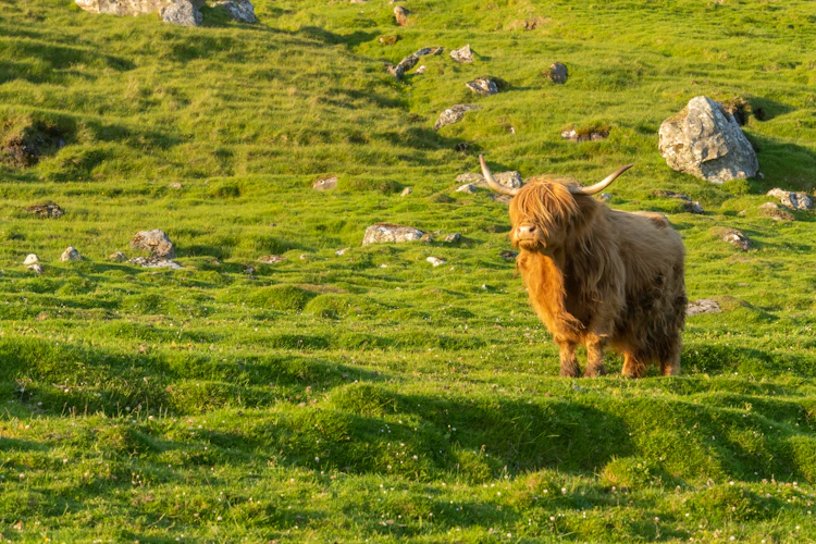 Langhåret highland-kvæg med buede horn på de grønne græsmarker i Kirkjubøur på Streymoy, Færøerne