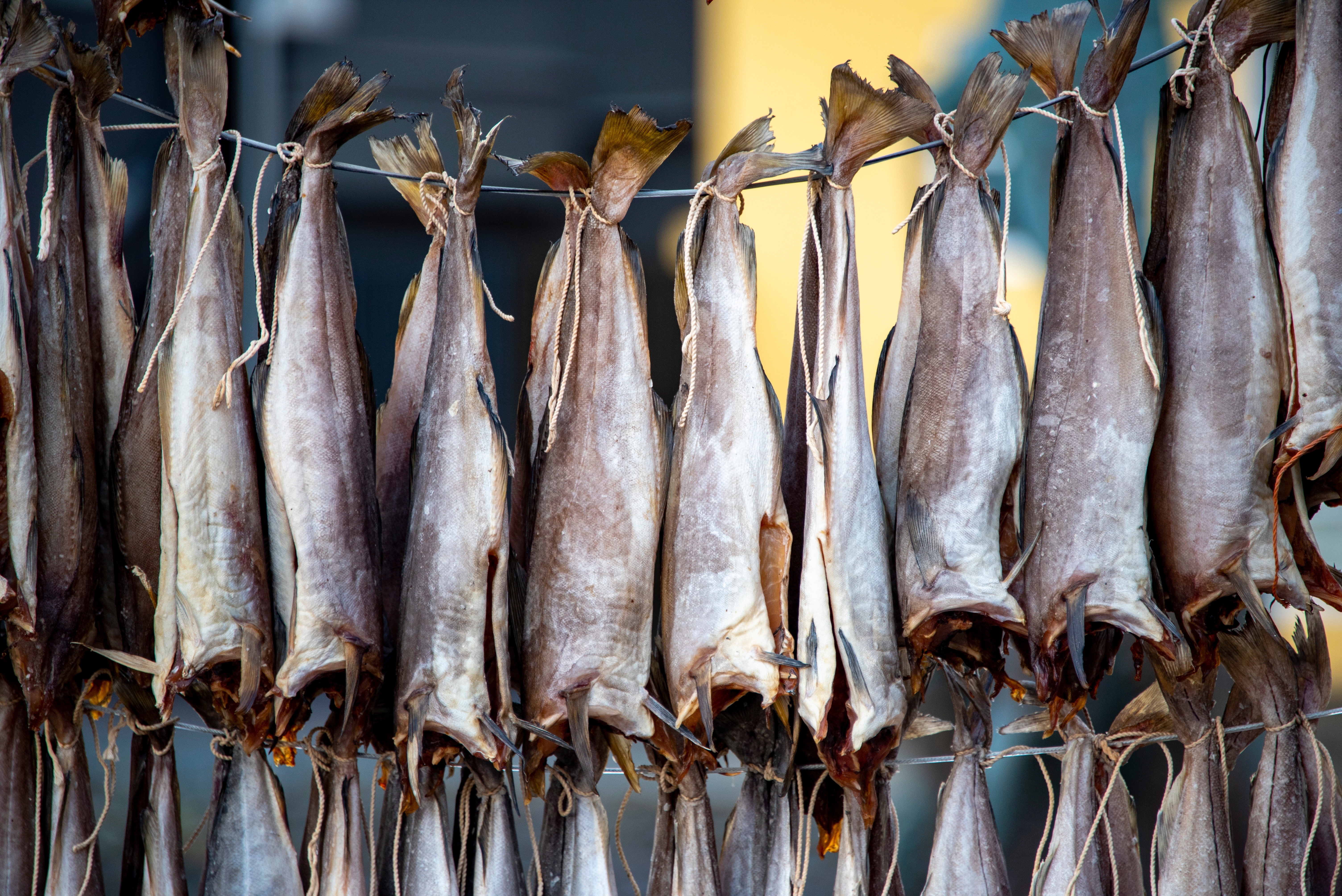 Traditionel lufttørret fermenteret fisk (ræstur fiskur) hængt til tørring på træstativer (hjallur) på Færøerne, en vigtig del af øernes madkultur