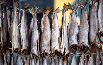Traditionel lufttørret fermenteret fisk (ræstur fiskur) hængt til tørring på træstativer (hjallur) på Færøerne, en vigtig del af øernes madkultur