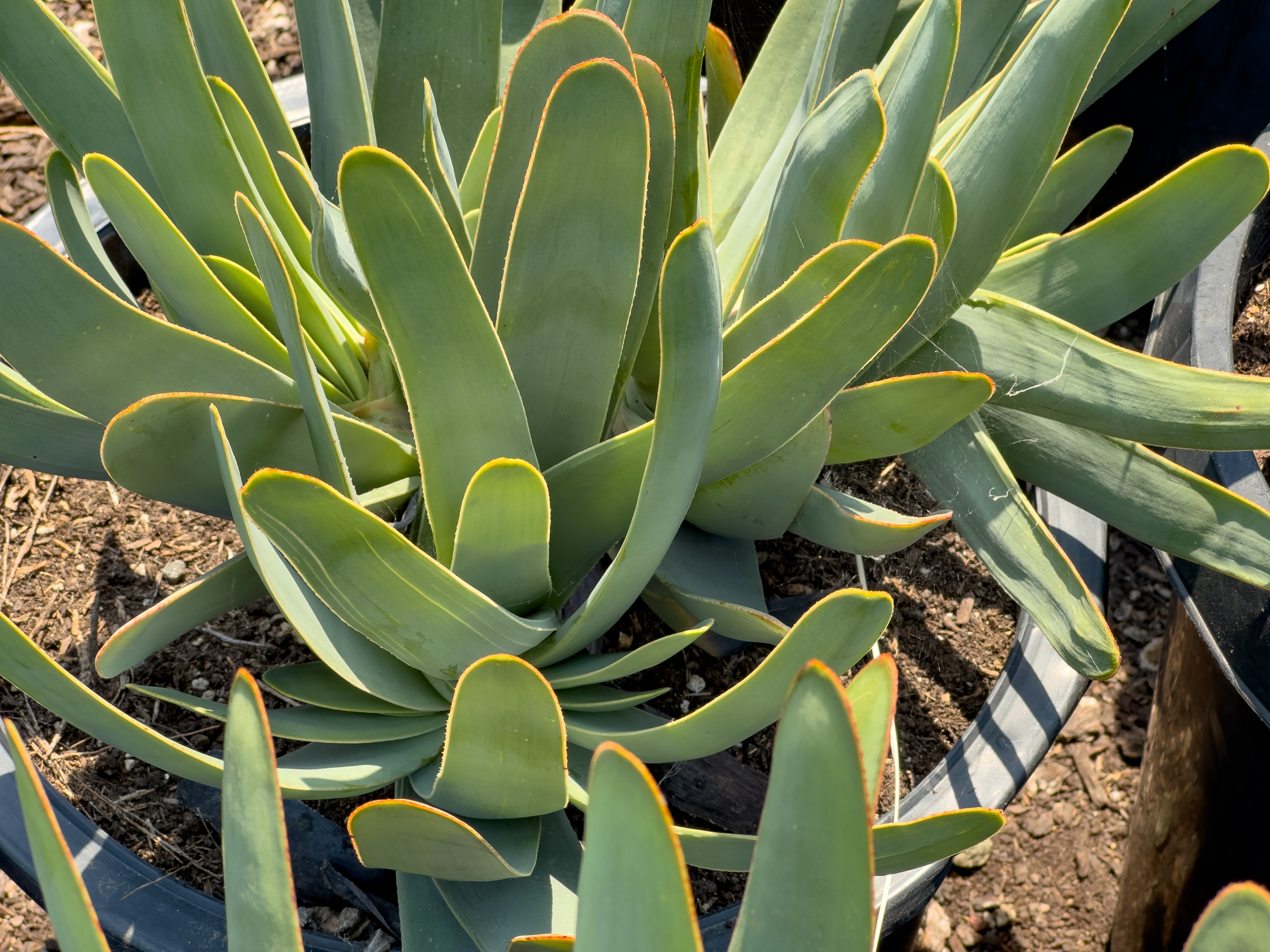 Nærbillede af en fan aloe plante med lysegrønne blade og orangefarvede spidser, udstillet i en planteskole