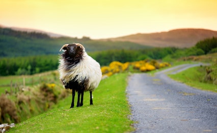Farvemarkerede får og lam der græsser på Irlands frodige grønne enge, et karakteristisk syn på den irske landsbyside