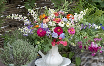 Farverig buket af vilde sommerblomster med zinnia, kosmea og marguerit i hvid vase i en frodig have