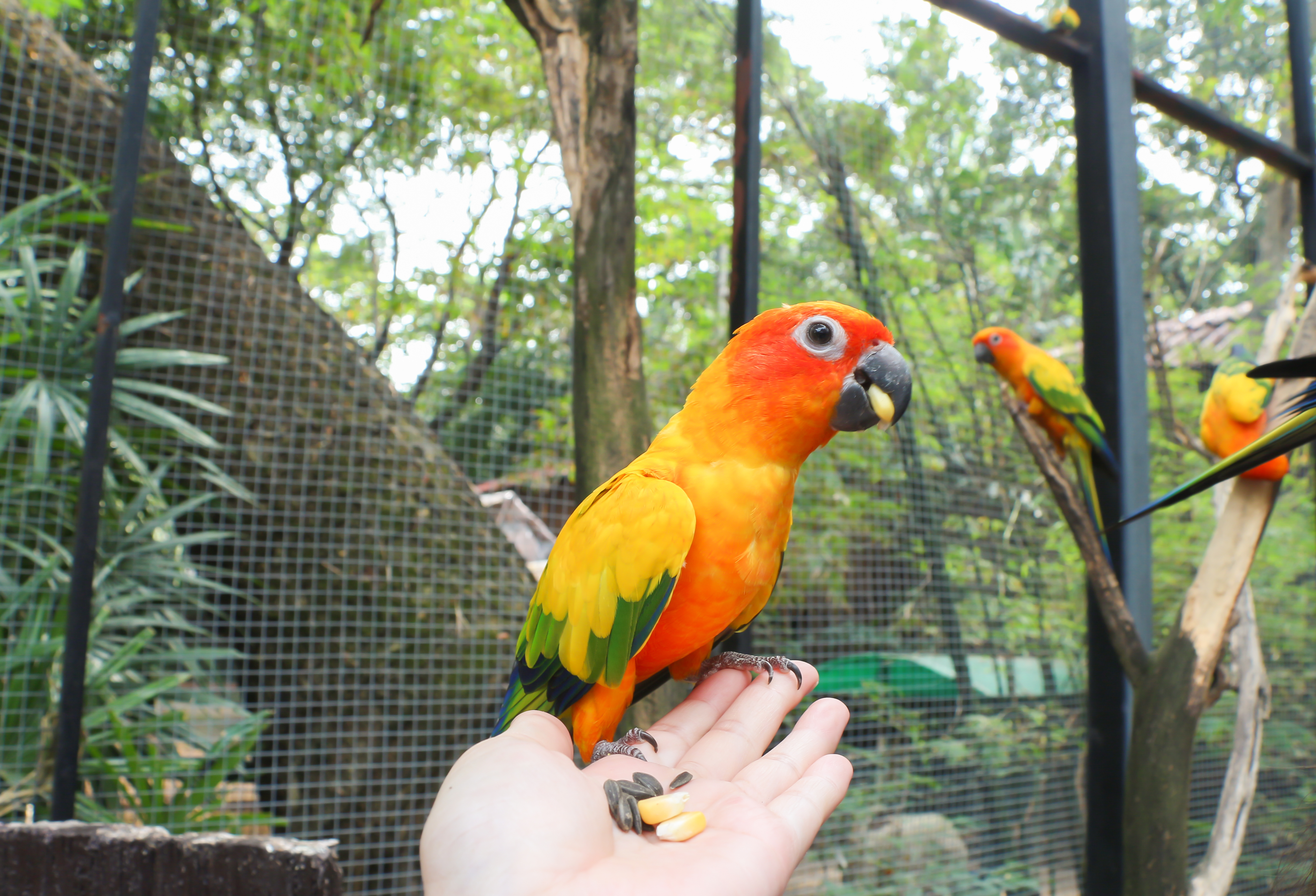 Farverig tropisk papegøje bliver fodret i hånden under vildtlivsoplevelse på eksotisk rejsemål