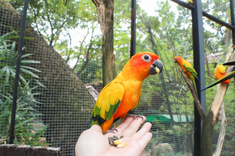 Farverig tropisk papegøje bliver fodret i hånden under vildtlivsoplevelse på eksotisk rejsemål
