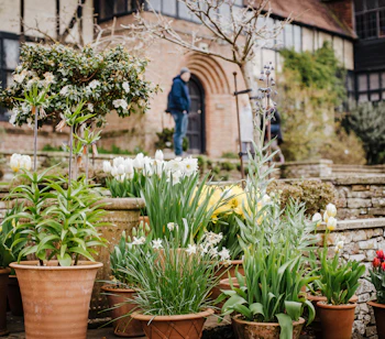 Farvestrålende forårsblomster i den berømte RHS Wisley Gardens i Surrey, England med tulipaner og dekorative planter i smukke haveanlæg
