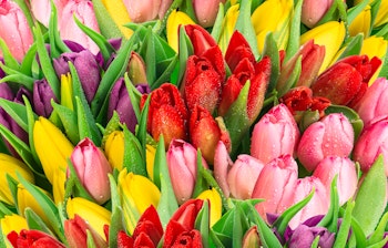 Farverig buket af hollandske tulipaner med vanddråber, en del af oplevelsen på flodkrydstogt på Rhinen