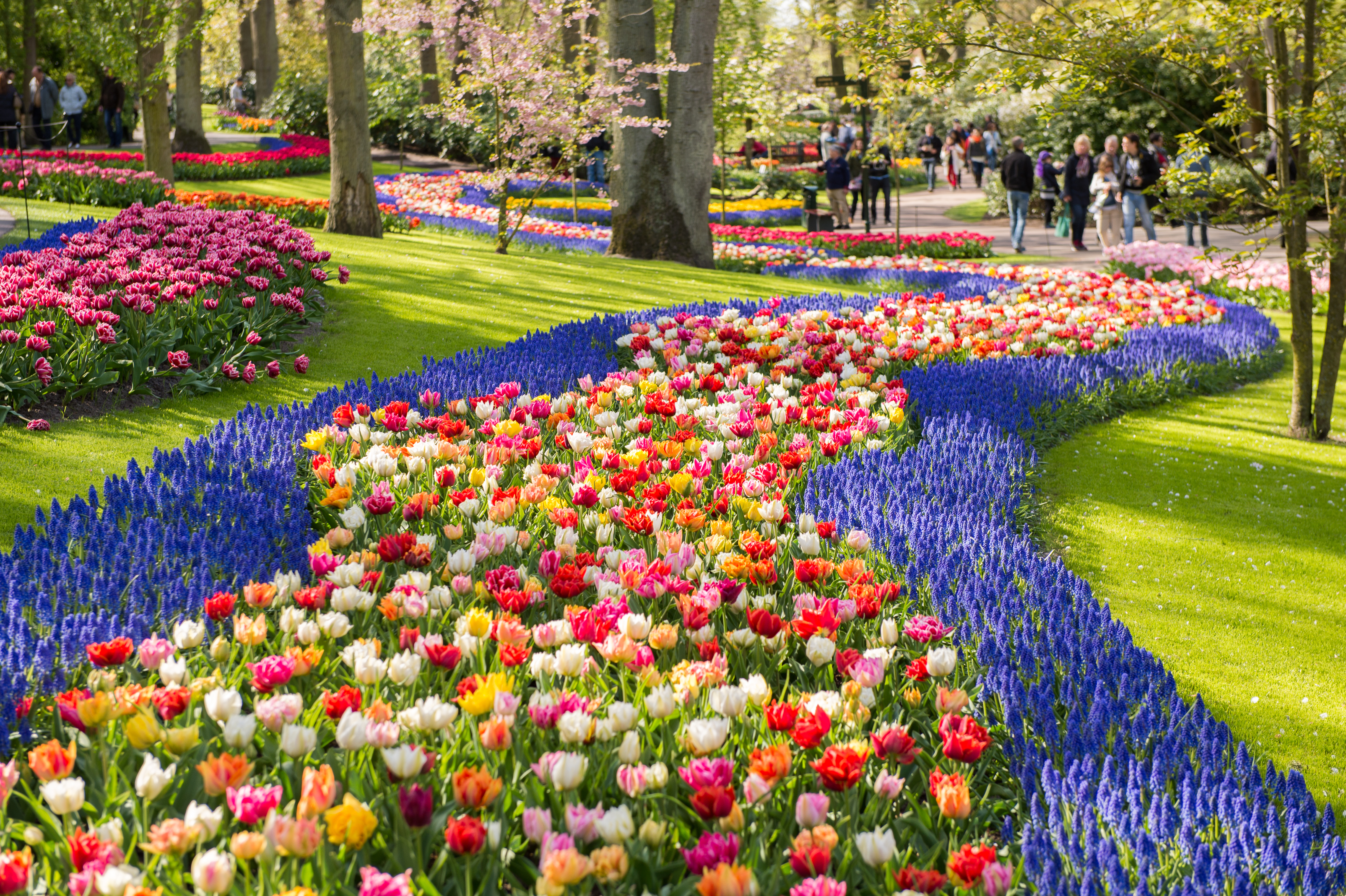 Spektakulære mønstre af farverige tulipaner og forårsblomster i Keukenhof Park i Holland, hvor snoede stier fører gennem frodige grønne plæner med blomsterbede i røde, pink, orange og lilla nuancer