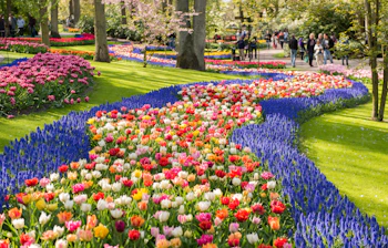 Spektakulære mønstre af farverige tulipaner og forårsblomster i Keukenhof Park i Holland, hvor snoede stier fører gennem frodige grønne plæner med blomsterbede i røde, pink, orange og lilla nuancer