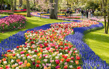 Spektakulære mønstre af farverige tulipaner og forårsblomster i Keukenhof Park i Holland, hvor snoede stier fører gennem frodige grønne plæner med blomsterbede i røde, pink, orange og lilla nuancer
