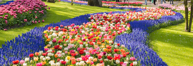 Spektakulære mønstre af farverige tulipaner og forårsblomster i Keukenhof Park i Holland, hvor snoede stier fører gennem frodige grønne plæner med blomsterbede i røde, pink, orange og lilla nuancer
