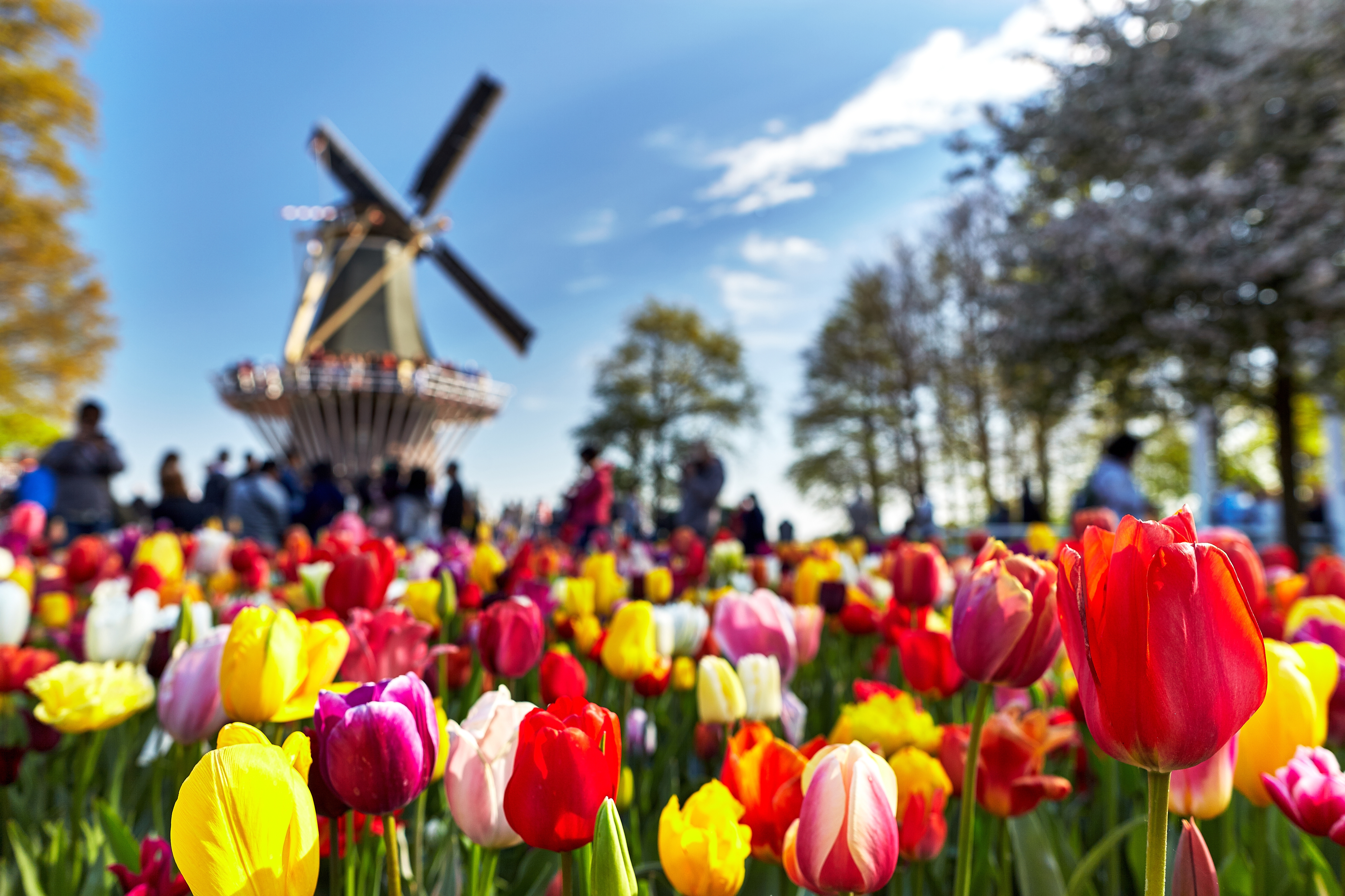 Blomstrende tulipanbede i forskellige farver med traditionel hollandsk vindmølle i Keukenhof, kendt som Europas have i Holland