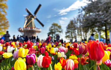 Blomstrende tulipanbede i forskellige farver med traditionel hollandsk vindmølle i Keukenhof, kendt som Europas have i Holland