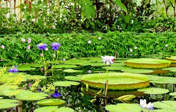 Smukke vandliljer i forskellige farver blomstrer i en fredelig dam i Kew Gardens, London