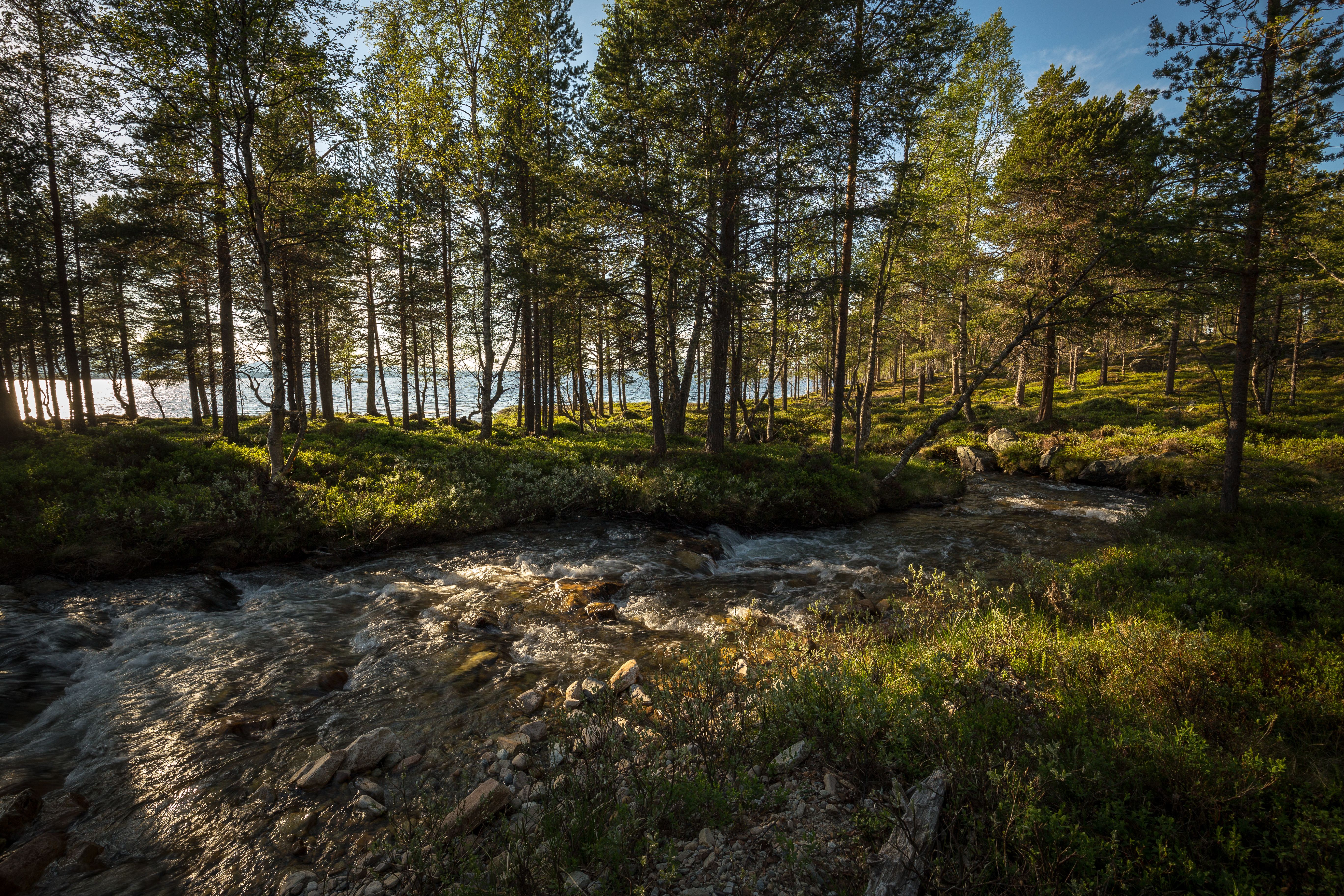 Krystalklart vandløb gennem nordisk nåleskov i Femundsmarka Nationalpark Norge