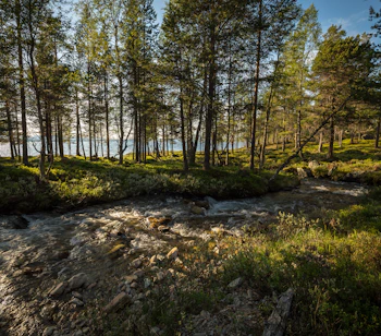 Krystalklart vandløb gennem nordisk nåleskov i Femundsmarka Nationalpark Norge