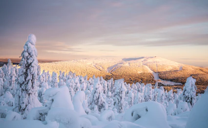 Magisk vinteroplevelse i Finsk Lapland med snedækkede træer og bjerglandskab