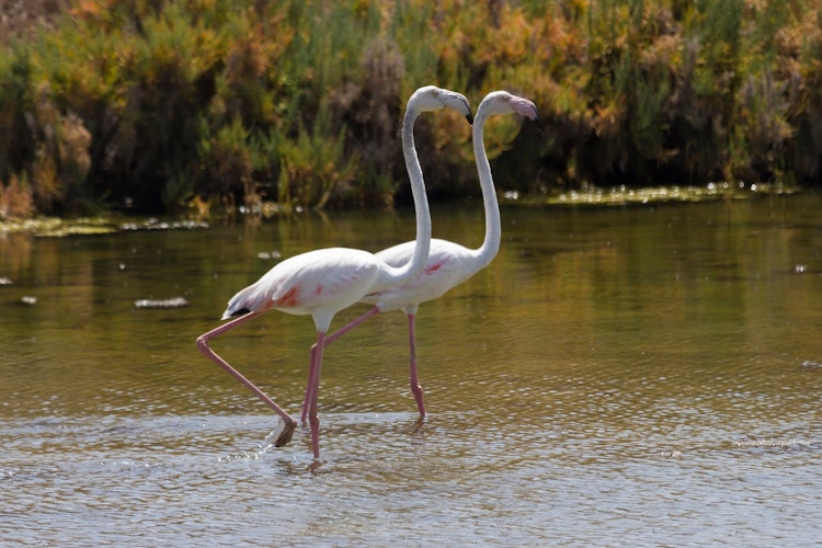 To lyserøde flamingos i det lavvandede område ved Ria Formosa Naturpark, Algarve Portugal