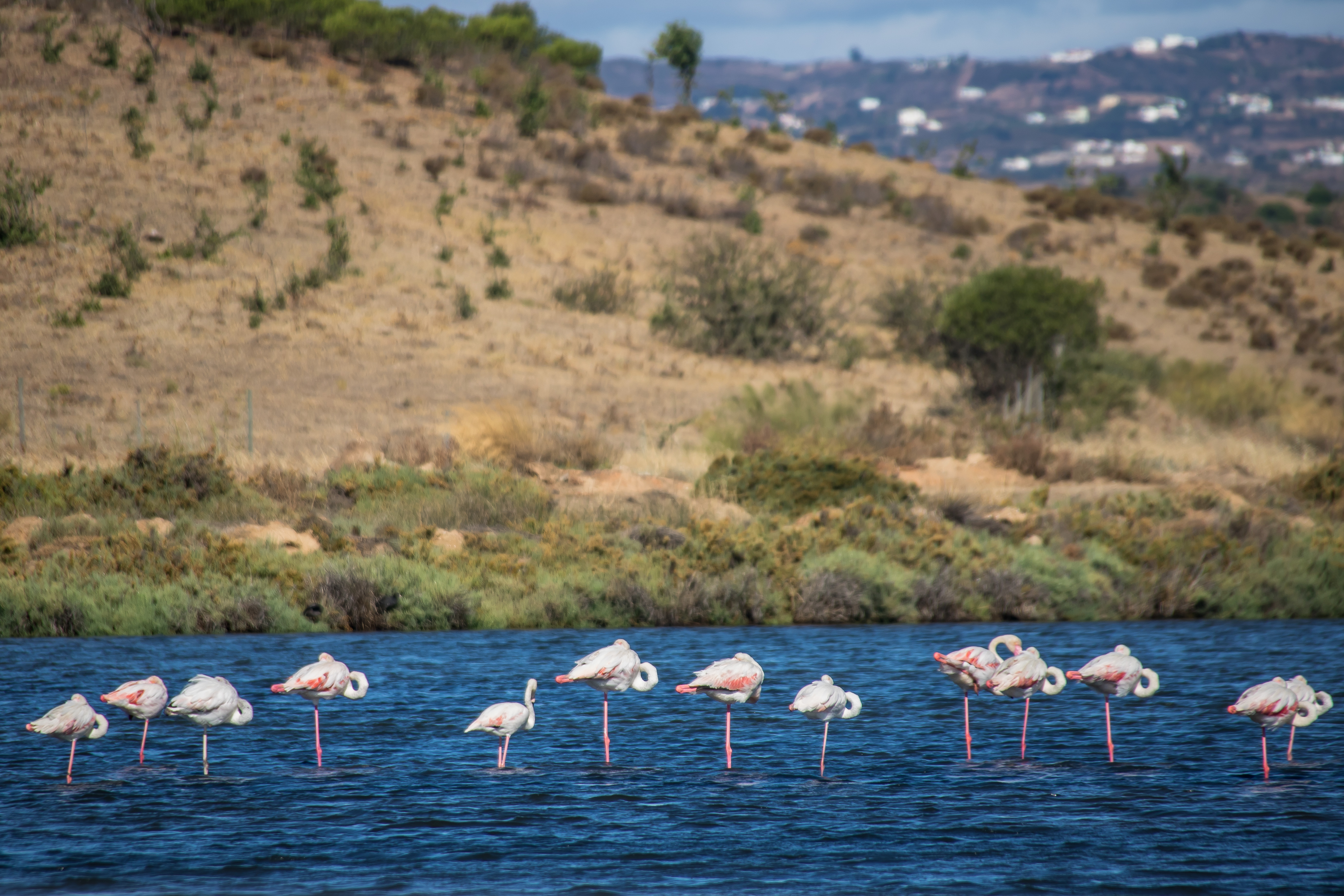Flamingoer i de naturskønne saltområder ved Castro Marim i Algarve, Portugal - en unik naturoplevelse på din rejse til det østlige Algarve