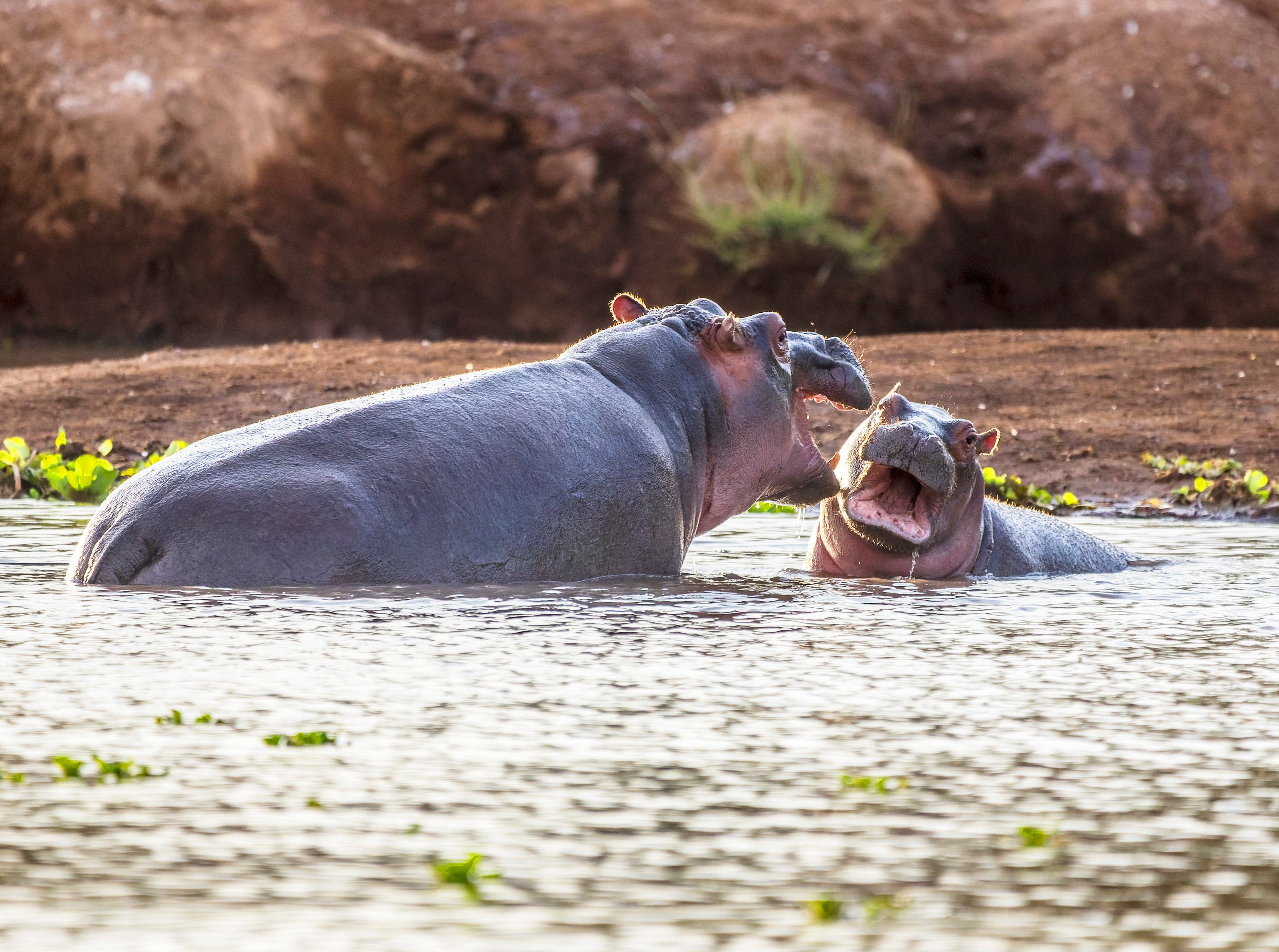 Flodheste i afrikansk flod på safari i Masai Mara nationalpark med åbne munde