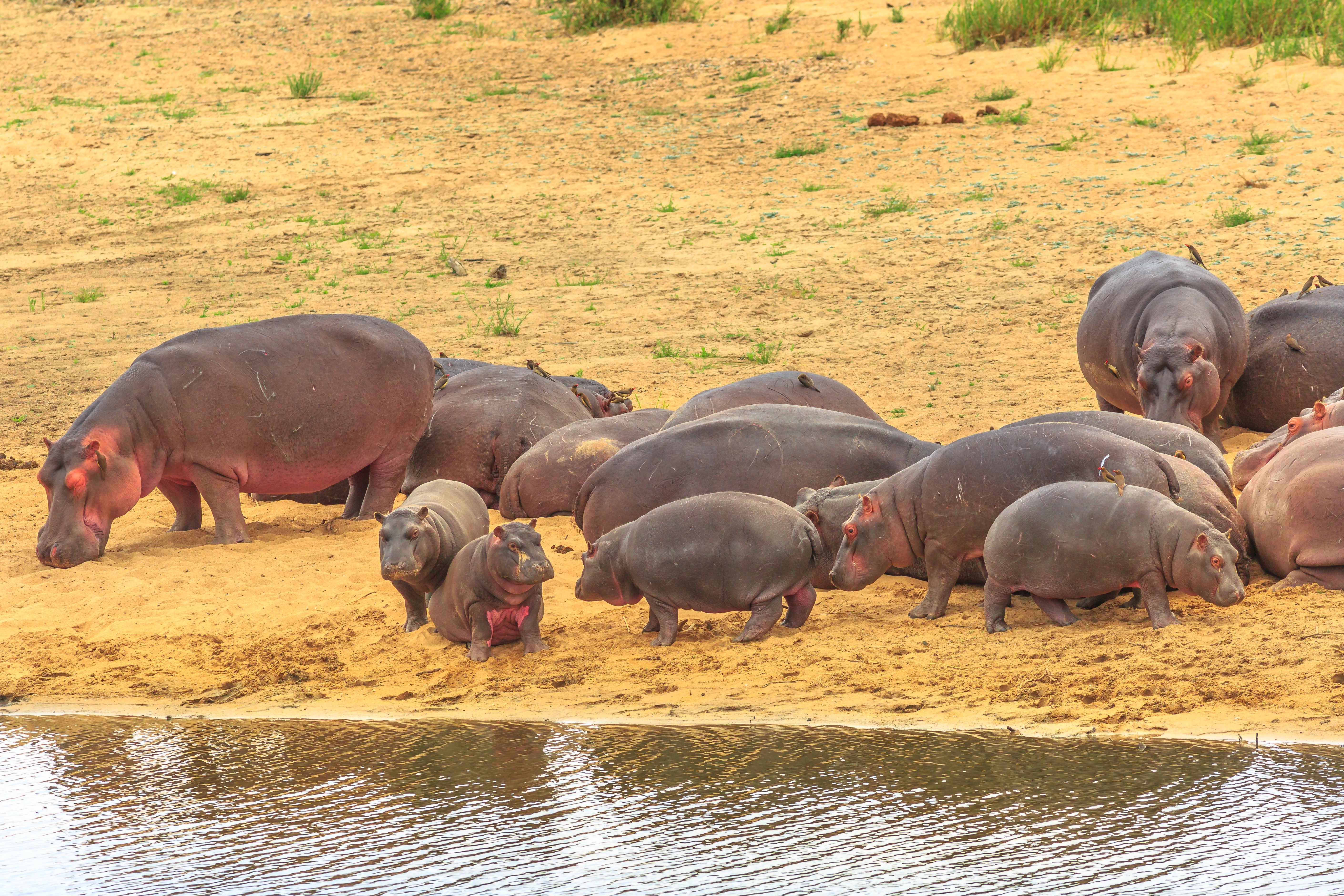 Gruppe af sydafrikanske flodheste, både voksne og unger, der opholder sig i Olifants-floden i Kruger National Park under en safari i Sydafrika