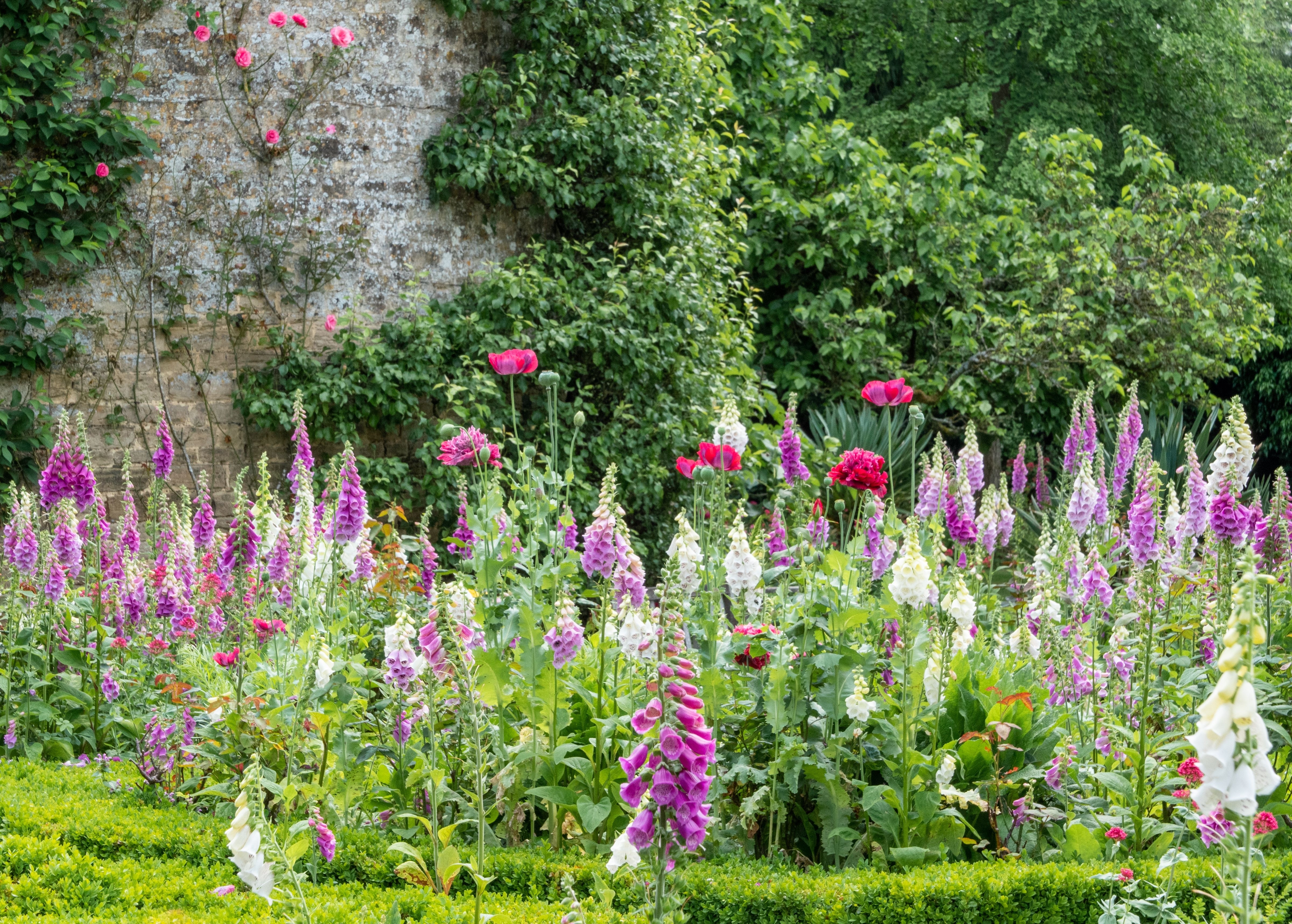Farverige fingerbølblomster i den historiske muromkransede have i Rousham Gardens, Oxfordshire