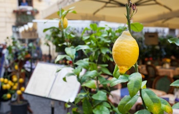 Nærbillede af en frisk citron foran en restaurant i Sorrento - et symbol på Italiens gastronomiske tradition