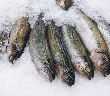 Friske ørredfisk præsenteret på knust is ved et lokalt fiskemarked, der viser de sølvskinnende fisk med karakteristiske pletter arrangeret til salg ved en fiskehandlers disk