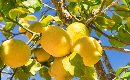 Modne gule citroner hænger på et citrontræ under den blå himmel på Mallorca