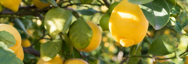 Modne gule citroner der vokser på træ i en italiensk citruslund med grønne blade, økologisk dyrkning ved Middelhavet