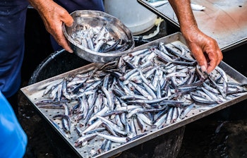 Farverige friske fisk udstillet på is på det traditionsrige fiskemarked i Catania på Sicilien