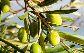 Friske grønne oliven på gren af oliventræ med regndråber på Kreta, Grækenland - en smag af ægte middelhavskultur