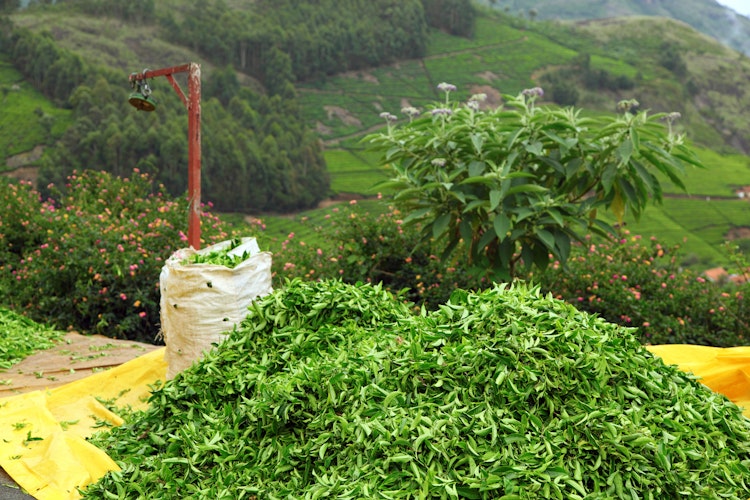 Nyligt høstede grønne teblade på gul dug med frodige teplantager på bakkede terrasser i baggrunden ved Munnar, Indien