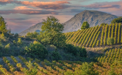 Frodige grønne vinmarker i Peloponnes-halvøen i det sydlige Grækenland med traditionel middelhavsvinproduktion under klar blå himmel