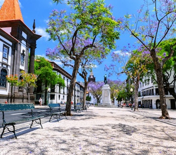Historisk byplads i Funchal på Madeira med traditionel portugisisk arkitektur og blomstrende jacaranda træer