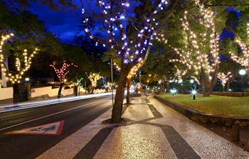 Magisk julestemning i Funchal med festlige lysdekoration på træer langs gaden på Madeira i Portugal