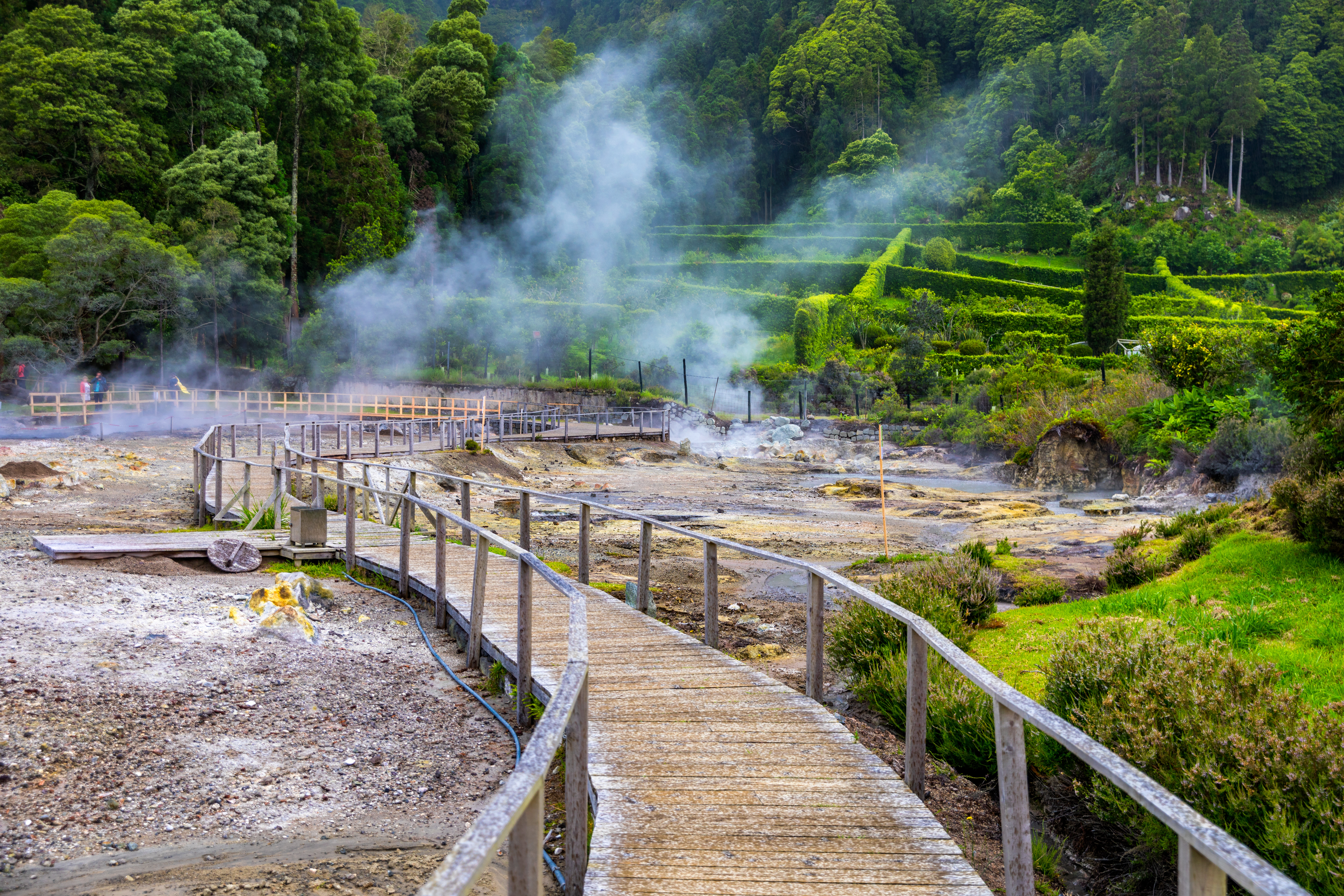 Træ gangbro gennem dampende varme kilder i Furnas, Azorerne, Portugal med frodig grøn natur