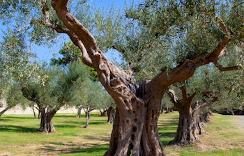 Ældgamle oliventræer i slotsparken ved Castiglione del Lago med udsigt over det smukke umbriske landskab i Italien