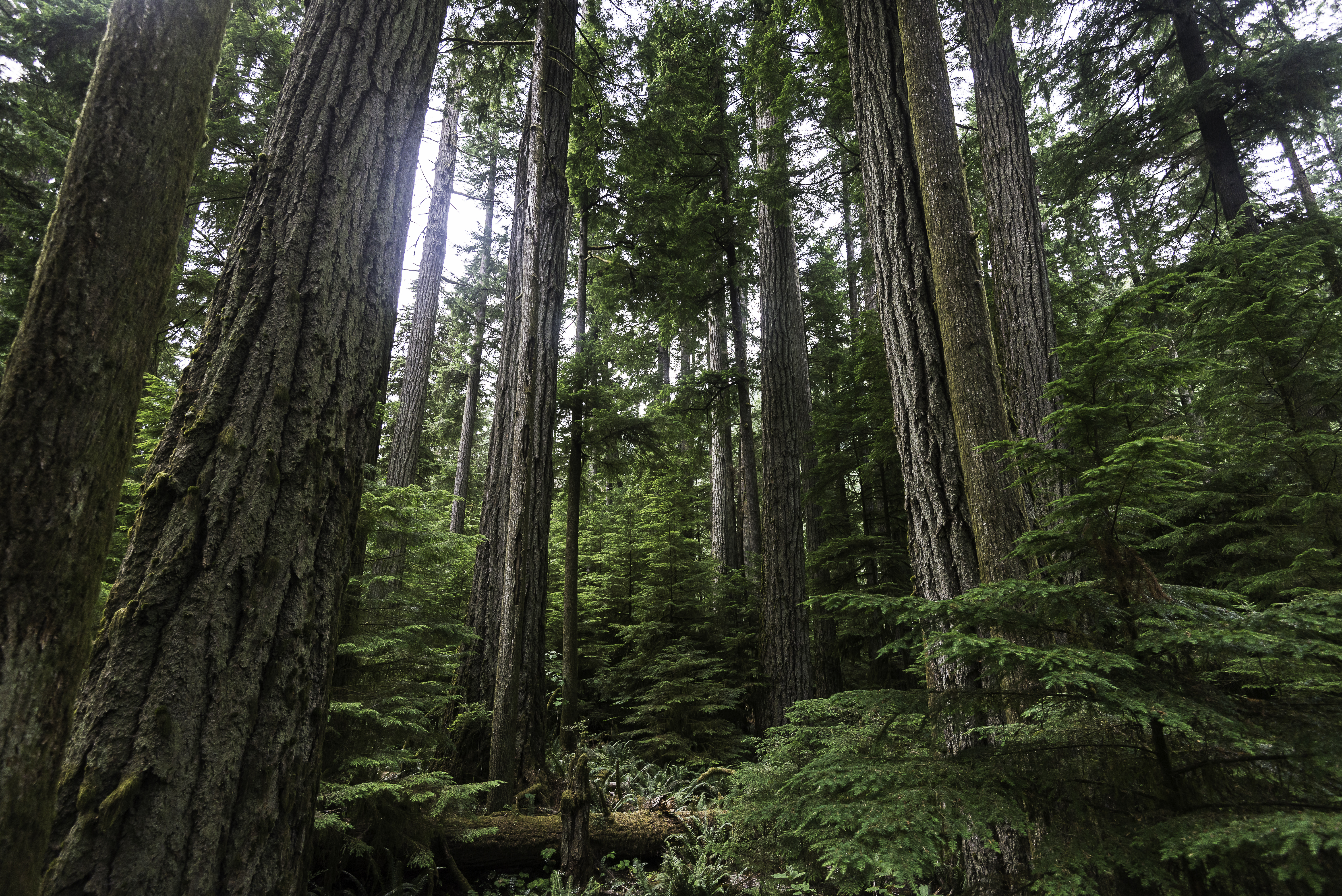 Gammel rød cederskov med høje træer og grønne bregner i British Columbia Canada