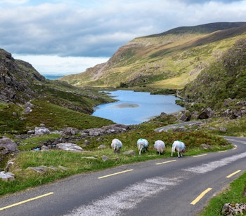 Naturskøn udsigt over Gap of Dunloe bjergpassagen med græssende får ved søen og snoet vej gennem Kerry-bjergene i Killarney Nationalpark, Irland