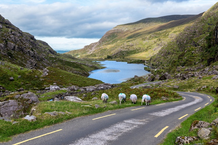 Naturskøn udsigt over Gap of Dunloe bjergpassagen med græssende får ved søen og snoet vej gennem Kerry-bjergene i Killarney Nationalpark, Irland
