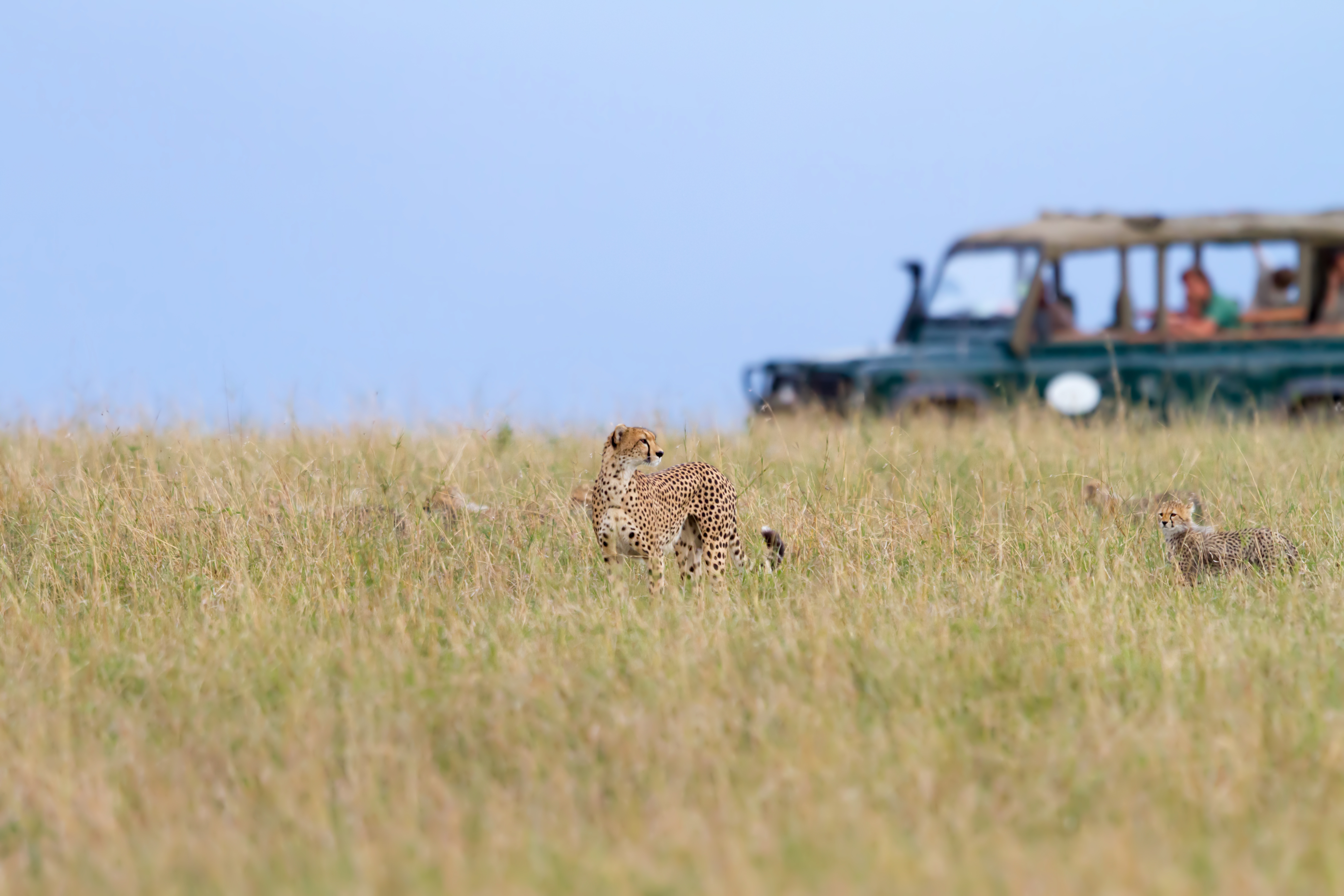 Gepard familie i højt græs med safaribil i baggrunden i Masai Mara nationalpark, Kenya