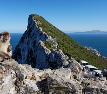 Nærbillede af en vild berberabe på Gibraltar-klippen, en af de mest kendte turistattraktioner i det britiske oversøiske territorium