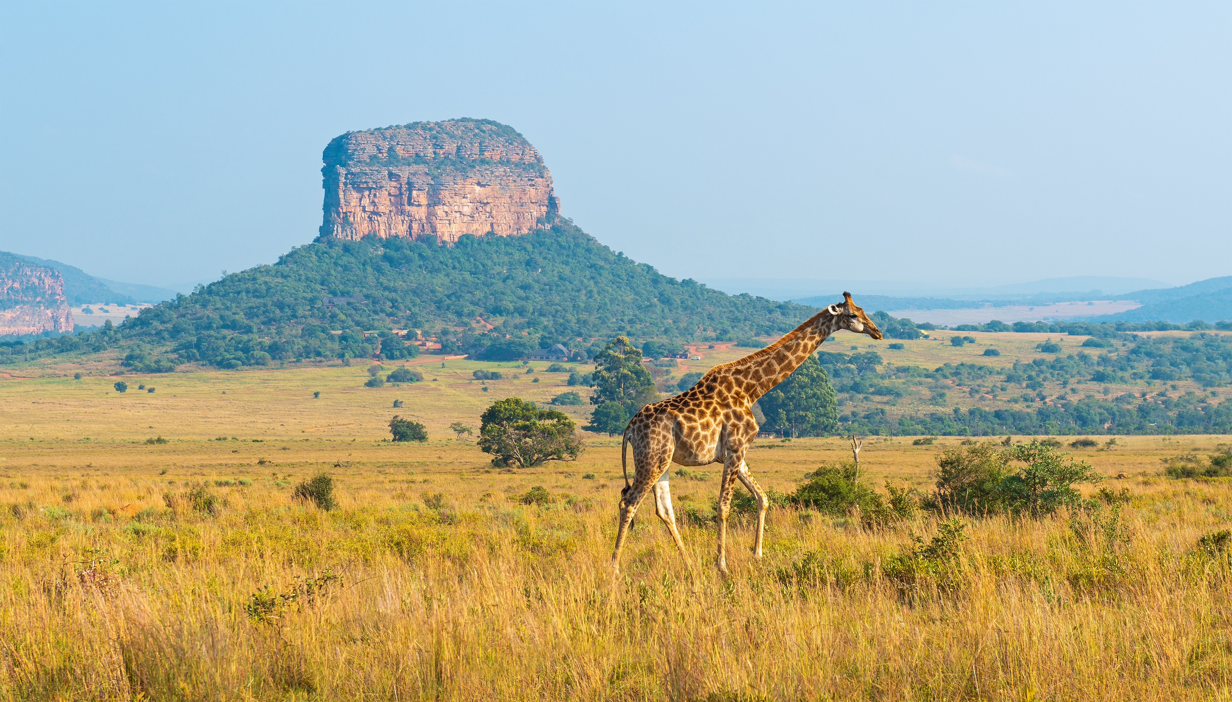 Høj giraf på den afrikanske savanne med imponerende sandstensformation i baggrunden under safari i Sydafrika