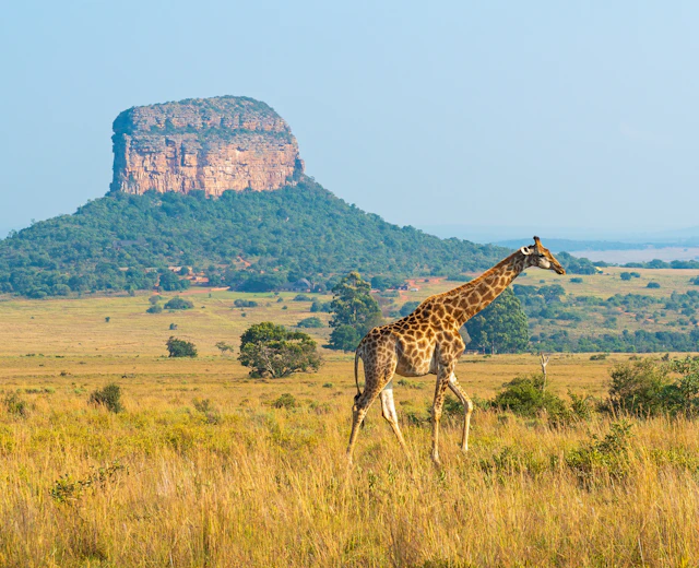 Høj giraf på den afrikanske savanne med imponerende sandstensformation i baggrunden under safari i Sydafrika