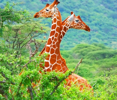 En elegant familie af giraffer fotograferet mellem akacietræer i deres naturlige habitat under en vildmarksafari i Kenya, Østafrika