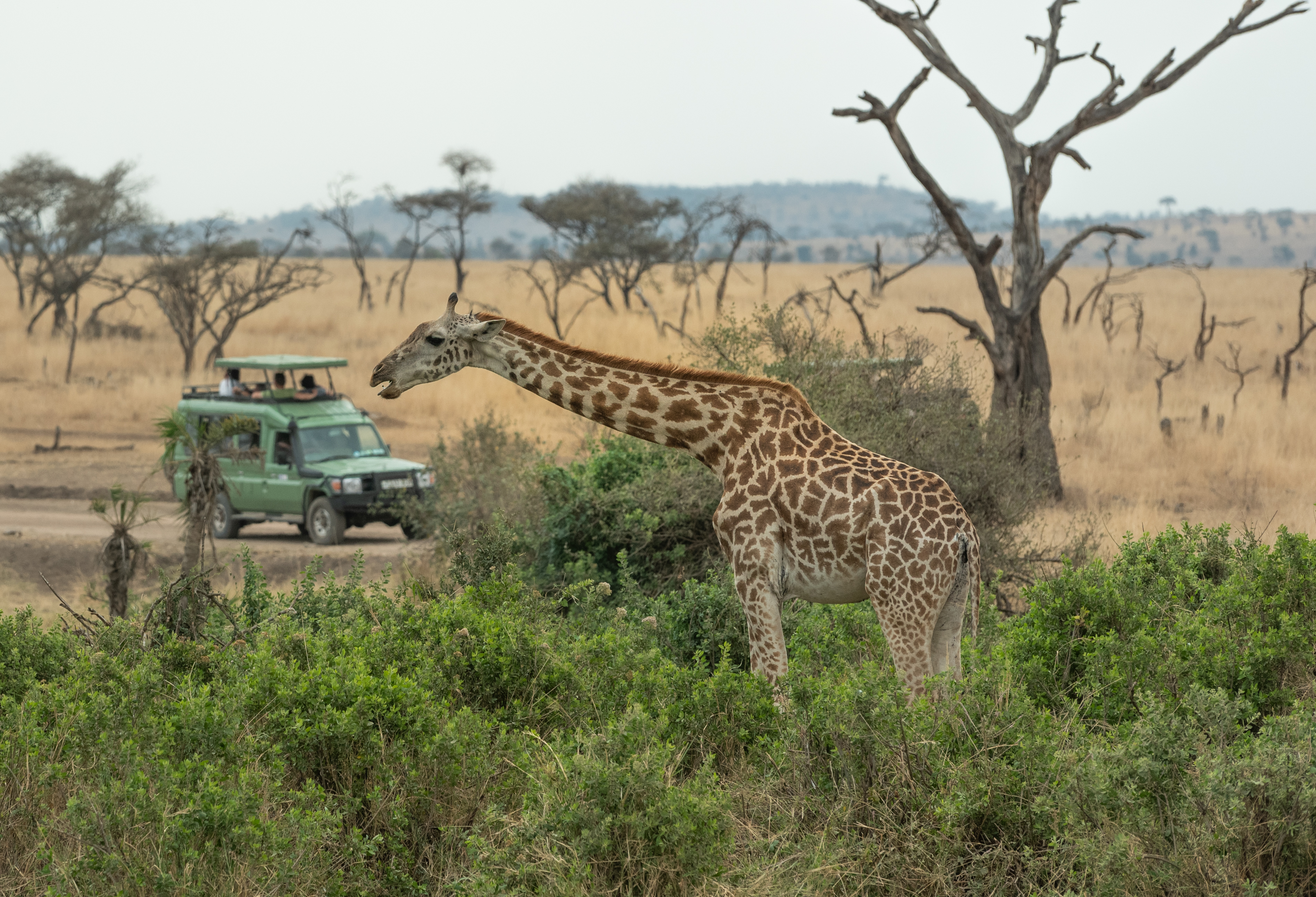 Giraf græsser tæt på safari-jeep i Serengeti Nationalpark, Tanzania