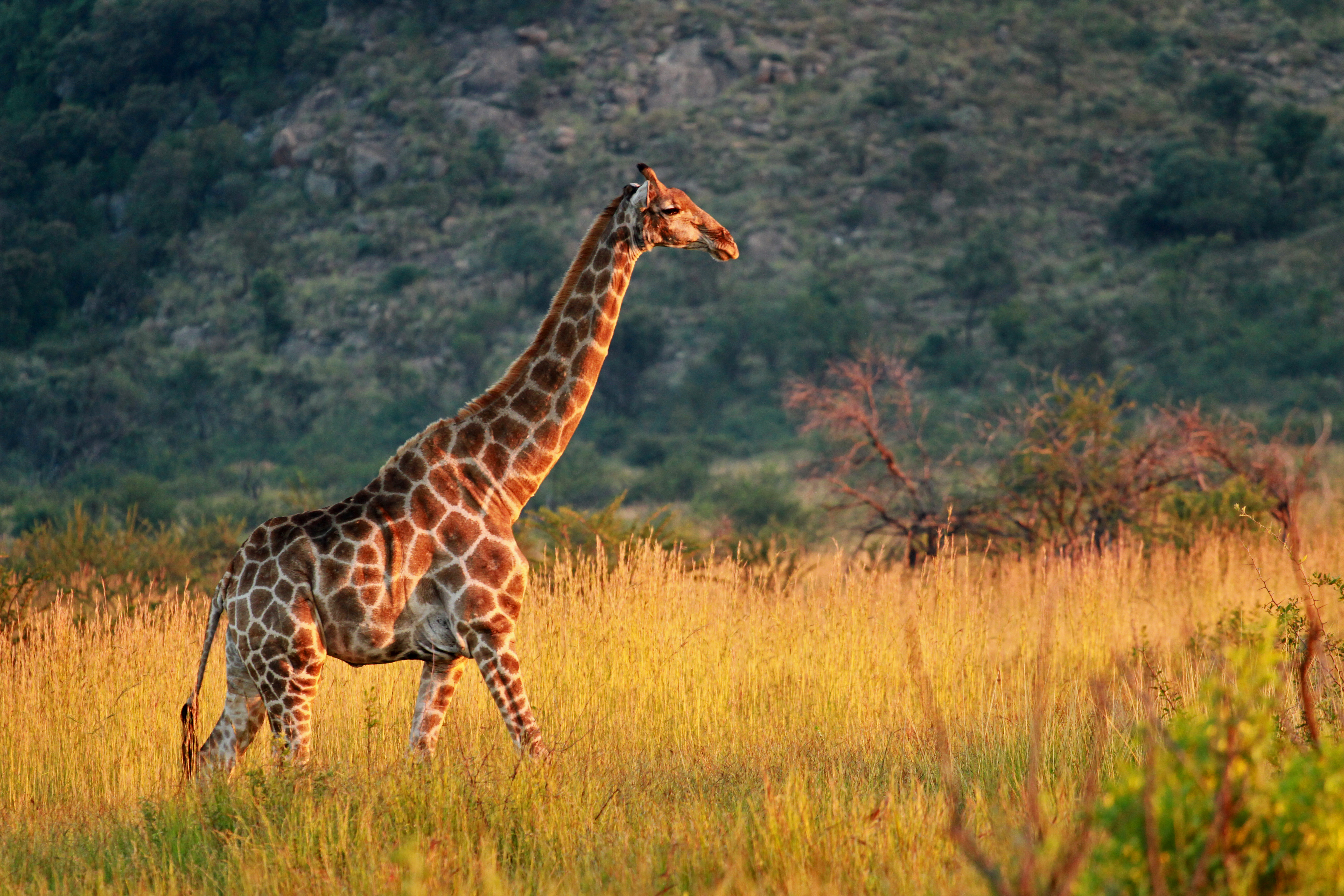 Høj giraffe på safari i Sydafrikas gyldne savanne - oplev vild natur på rejse