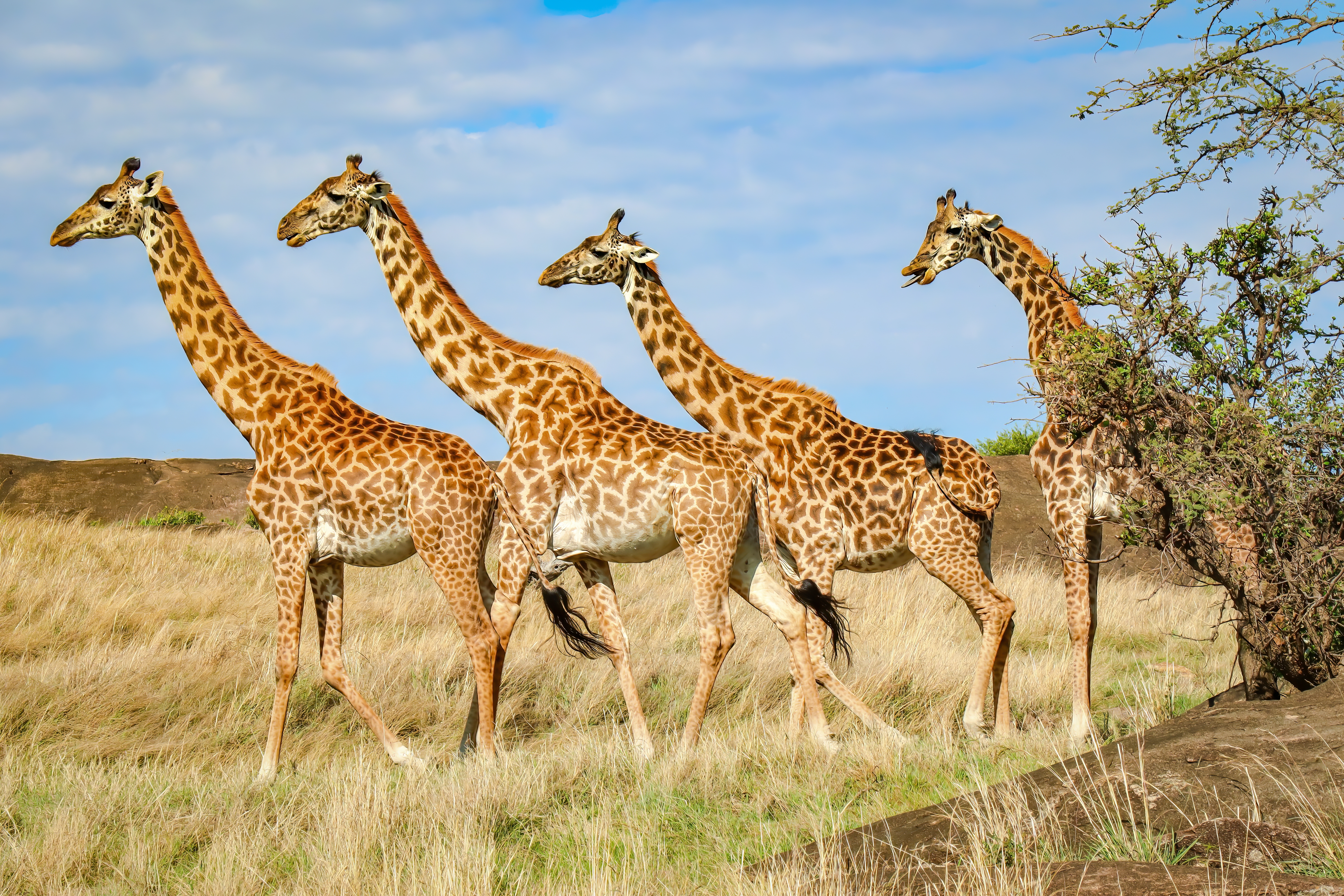 Fire giraffer spadserer sammen i afrikansk savanne under Kenya safari rejse