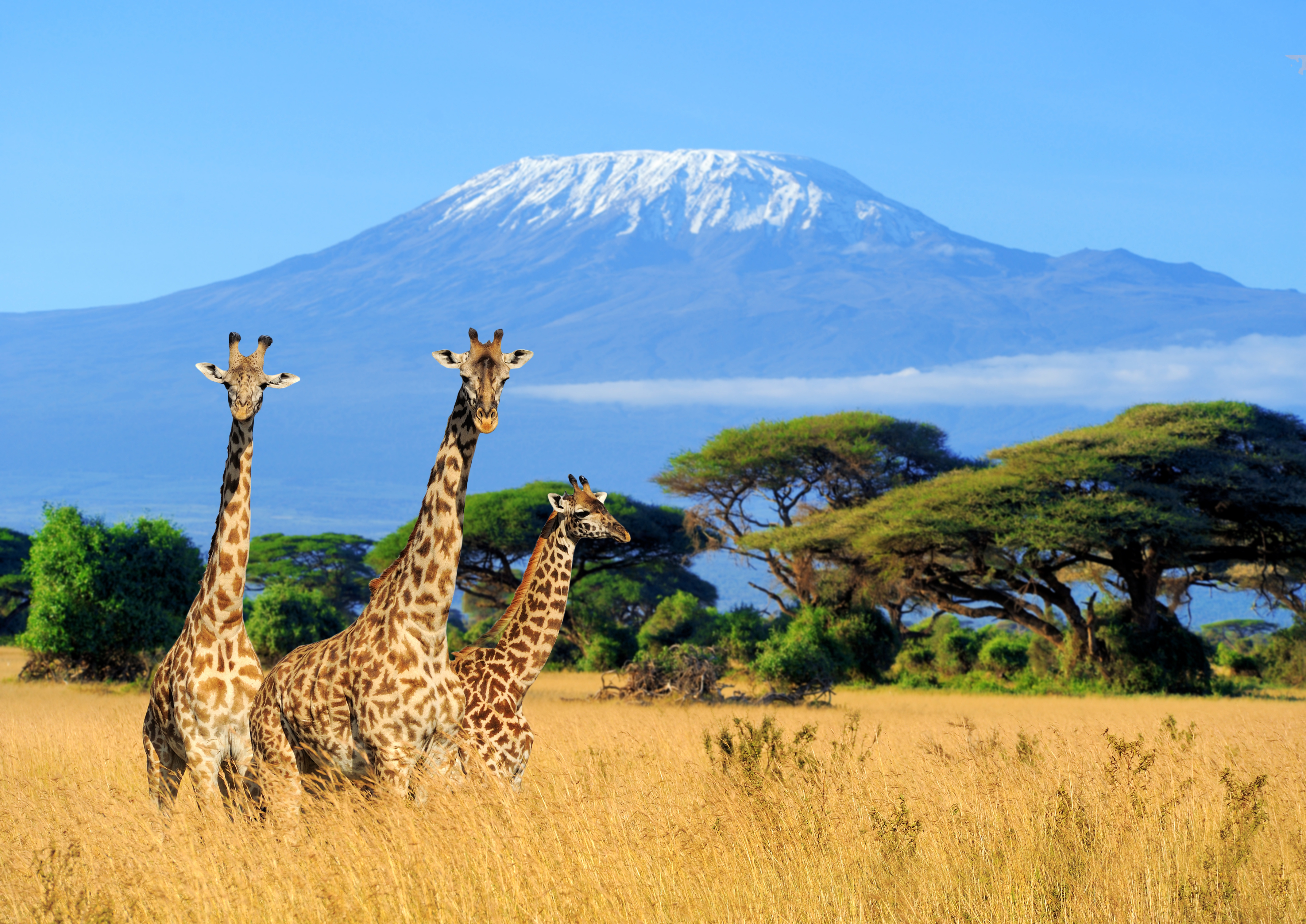Tre giraffer på den gyldne savanne med det sneklædte Kilimanjaro-bjerg i baggrunden i Kenyas nationalpark - perfekt til safari-eventyr